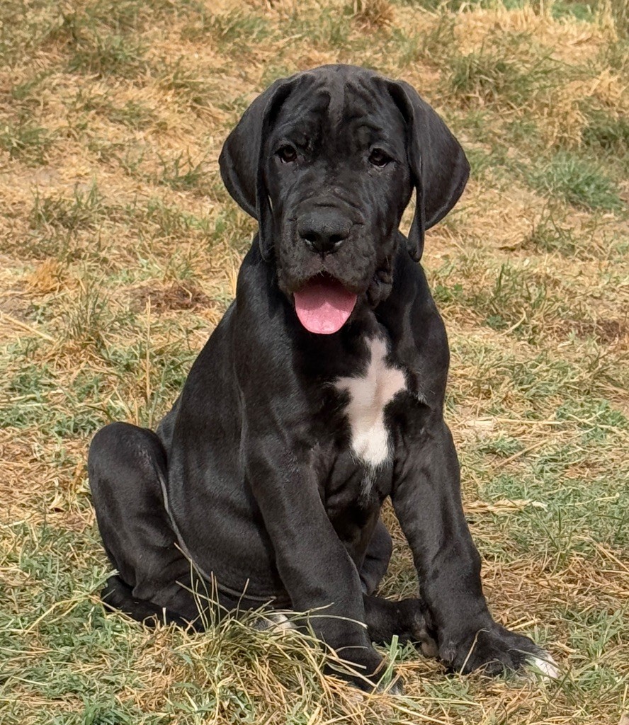 Au Royaume De Leyla - Chiots disponibles - Dogue allemand