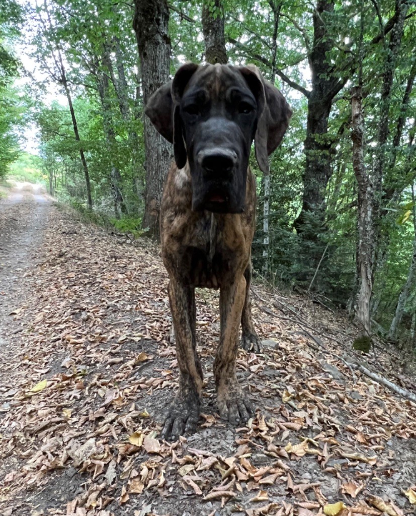 Au Royaume De Leyla - Dogue allemand - Portée née le 17/02/2022