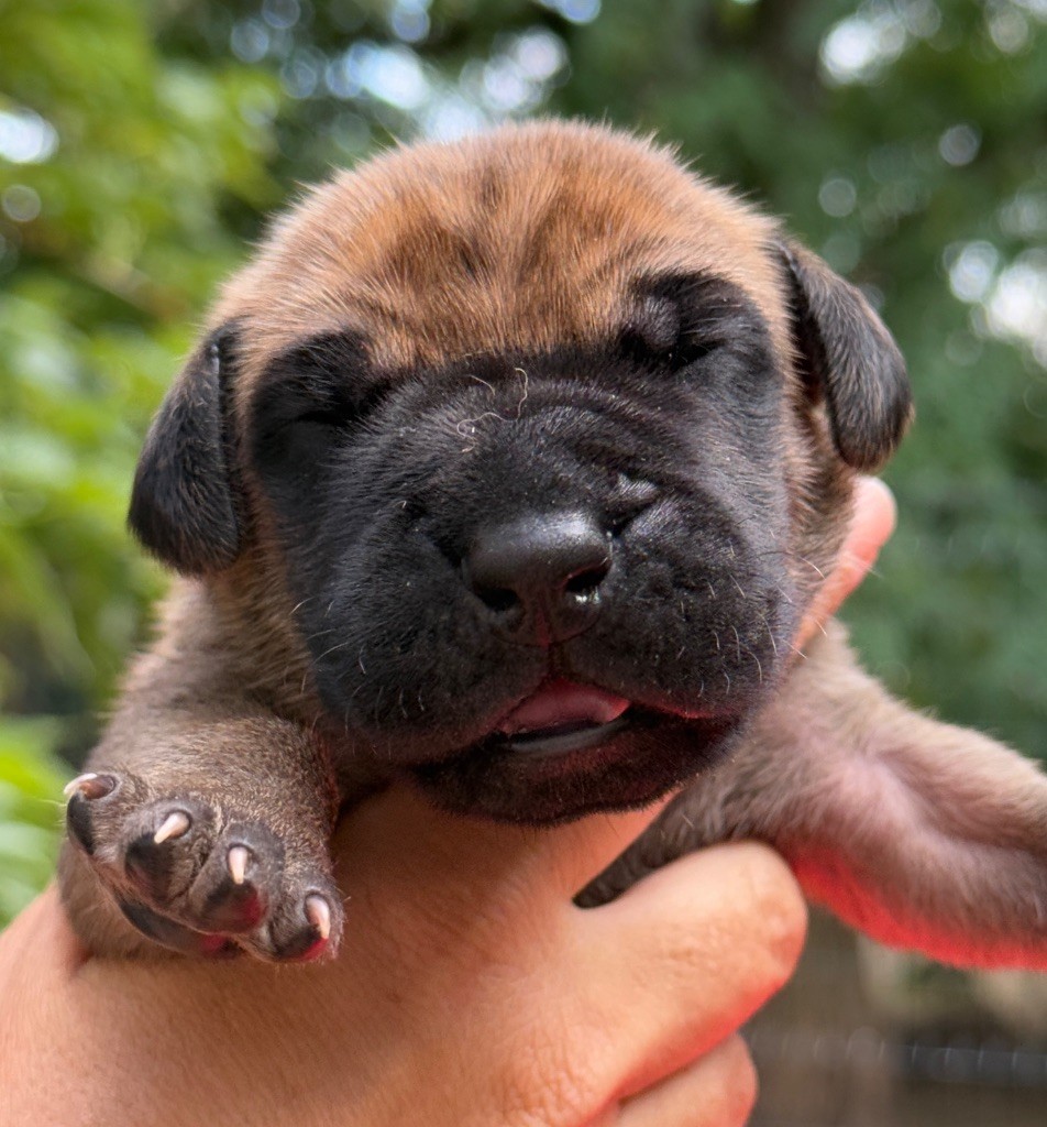 Au Royaume De Leyla - Chiots disponibles - Dogue allemand