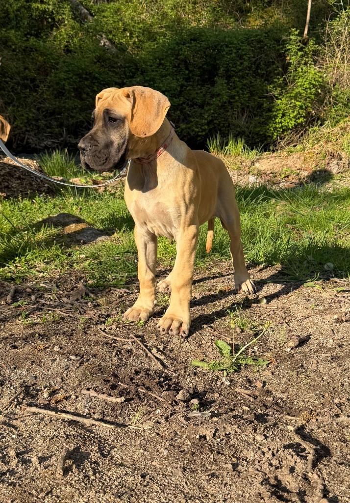 Au Royaume De Leyla - Chiots disponibles - Dogue allemand
