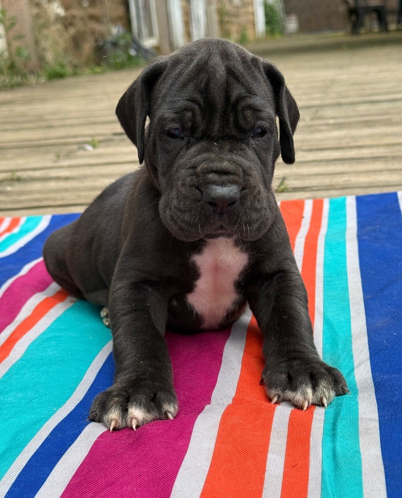 Au Royaume De Leyla - Chiots disponibles - Dogue allemand