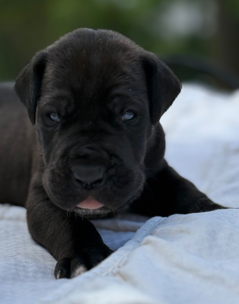 Au Royaume De Leyla - Chiots disponibles - Dogue allemand