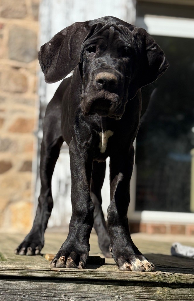 Au Royaume De Leyla - Chiots disponibles - Dogue allemand