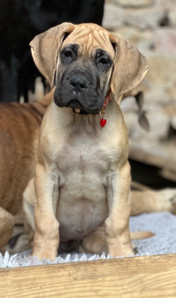 Au Royaume De Leyla - Chiots disponibles - Dogue allemand