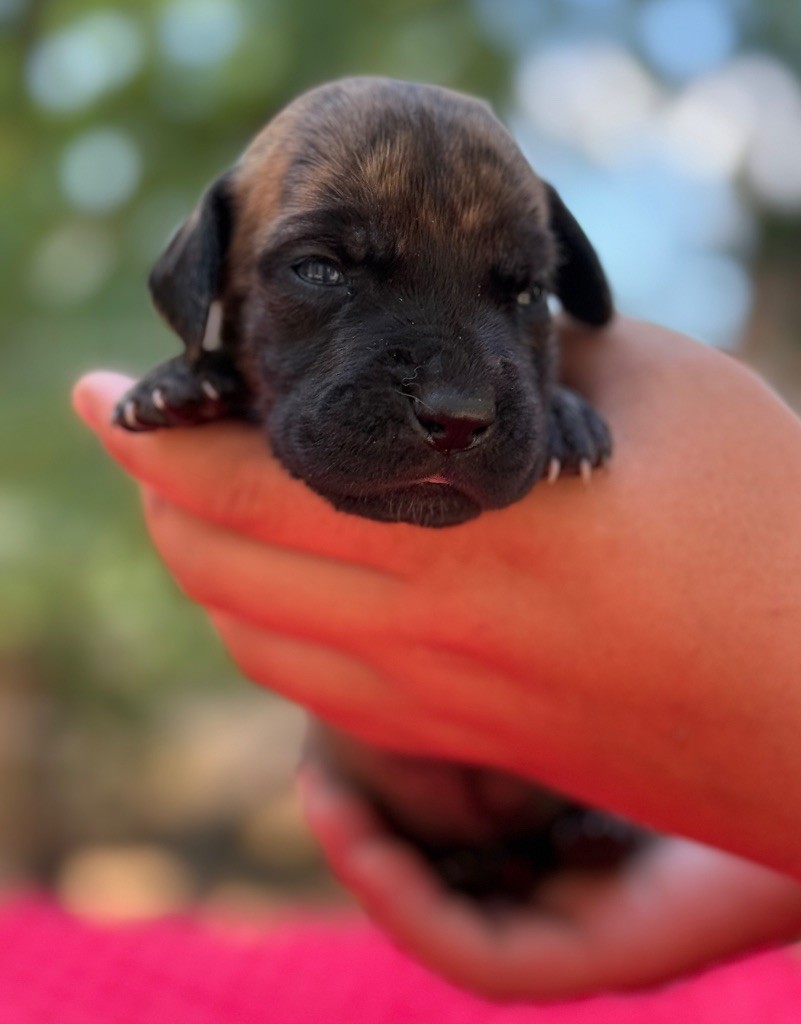 Au Royaume De Leyla - Chiots disponibles - Dogue allemand