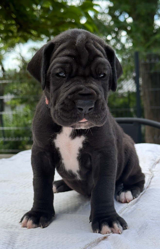Au Royaume De Leyla - Chiots disponibles - Dogue allemand