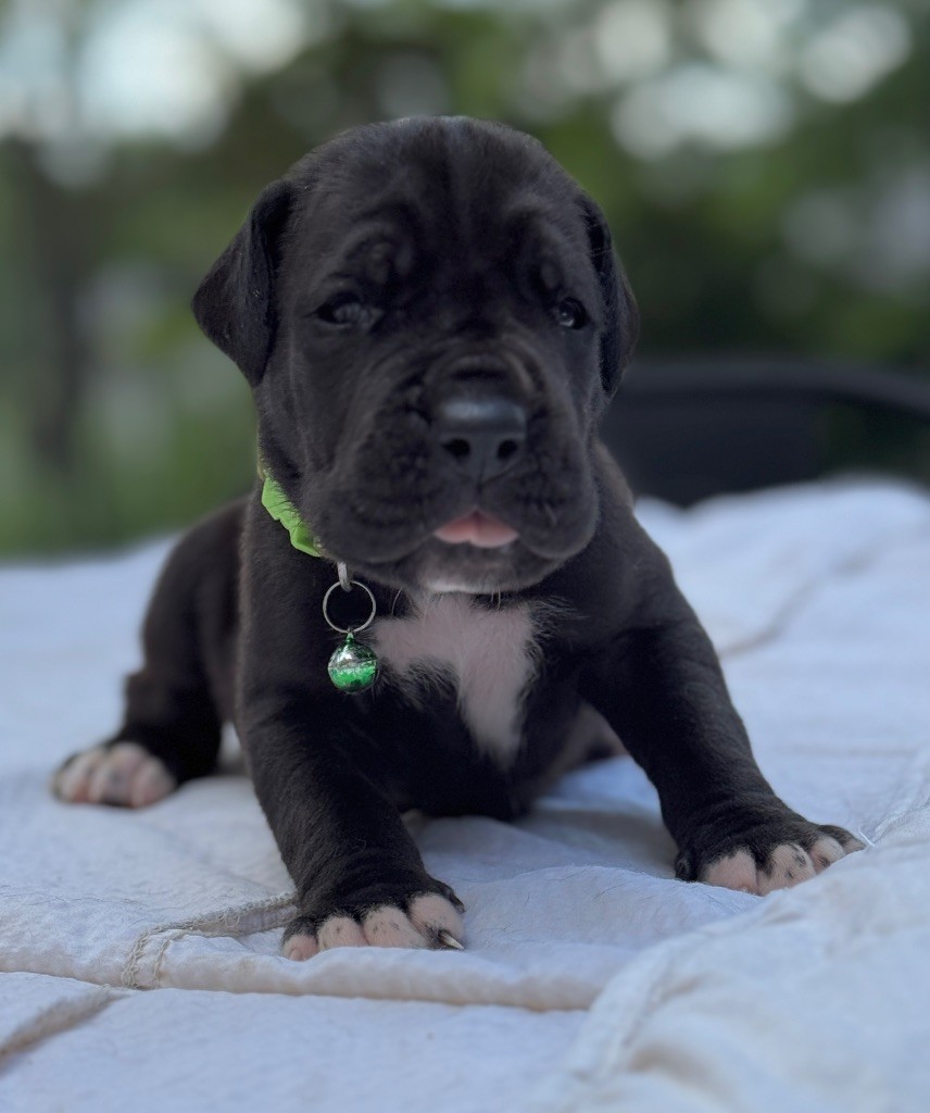 Au Royaume De Leyla - Chiots disponibles - Dogue allemand