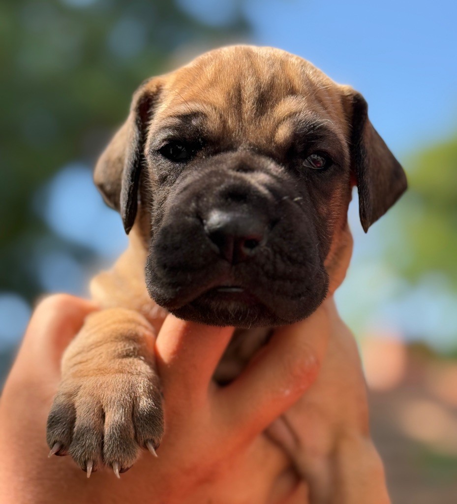 Au Royaume De Leyla - Chiots disponibles - Dogue allemand