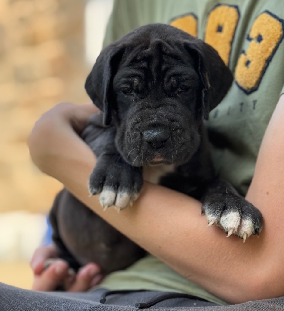 Au Royaume De Leyla - Chiots disponibles - Dogue allemand