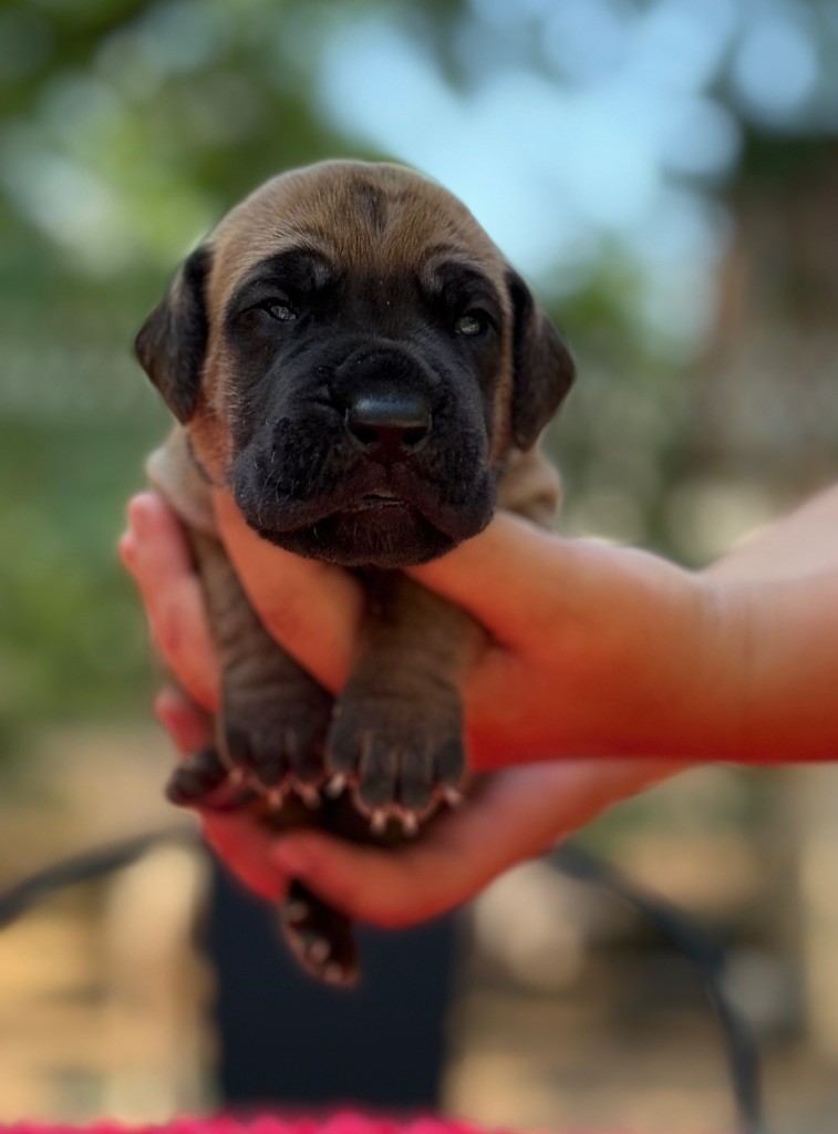 Au Royaume De Leyla - Chiots disponibles - Dogue allemand