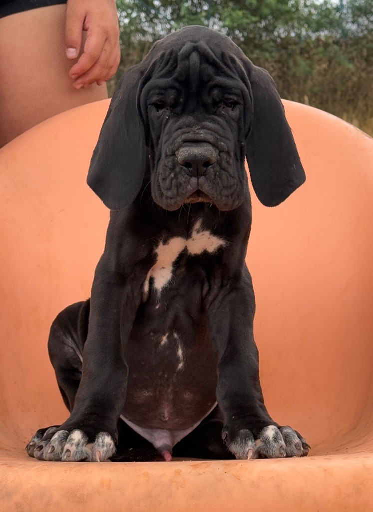 Au Royaume De Leyla - Chiots disponibles - Dogue allemand