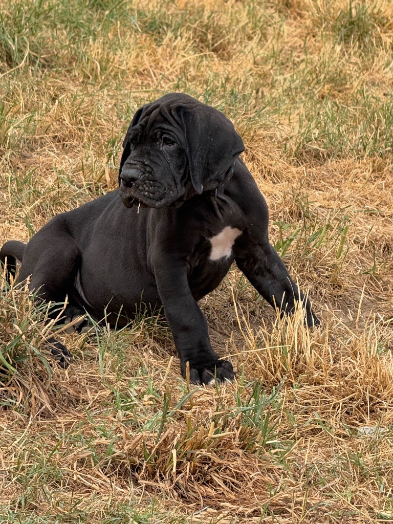 Au Royaume De Leyla - Chiots disponibles - Dogue allemand