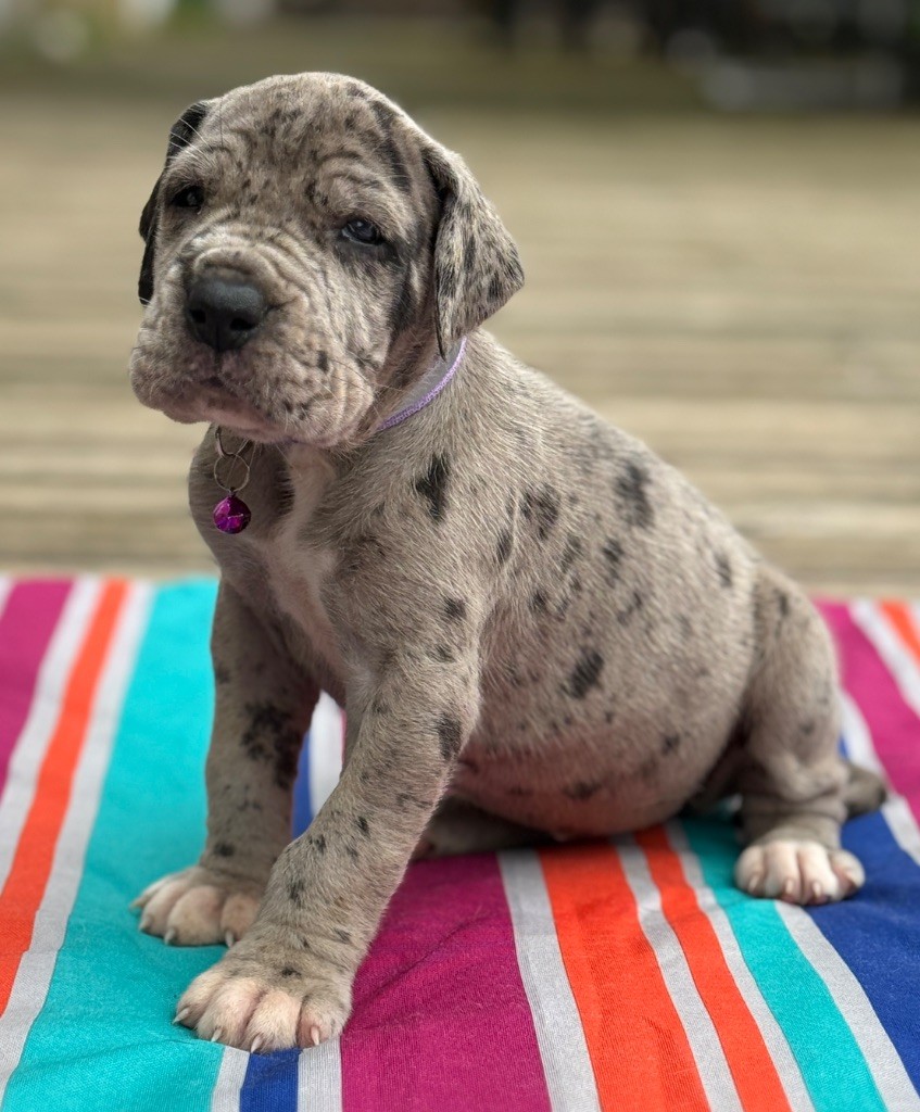 Au Royaume De Leyla - Chiots disponibles - Dogue allemand