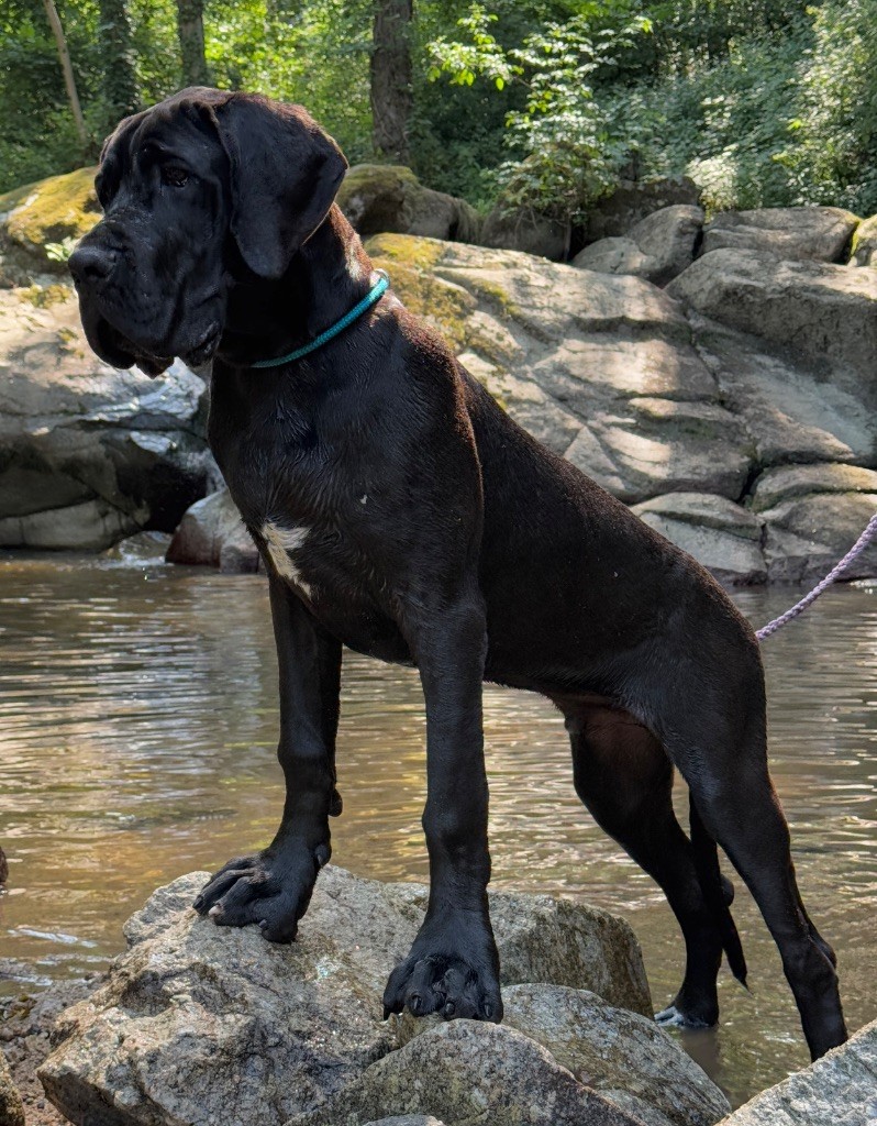 Au Royaume De Leyla - Chiots disponibles - Dogue allemand