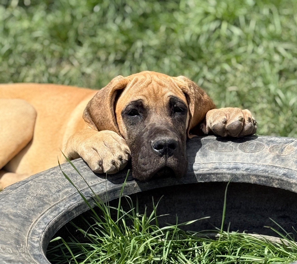 Au Royaume De Leyla - Chiots disponibles - Dogue allemand