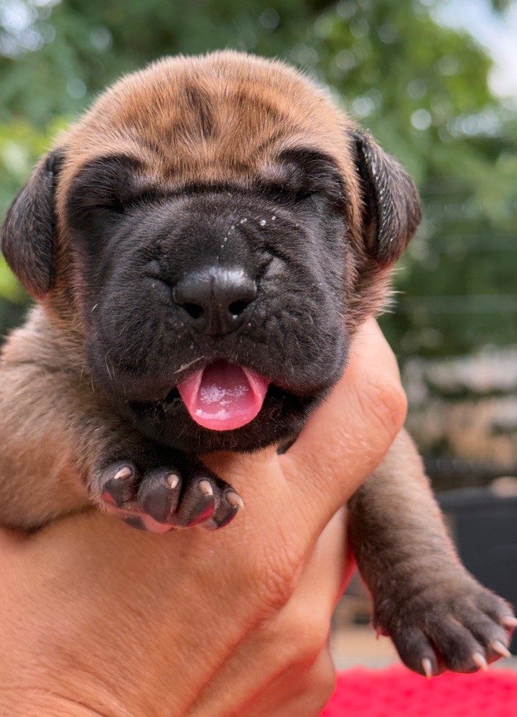 Au Royaume De Leyla - Chiots disponibles - Dogue allemand