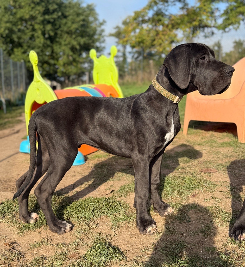 Au Royaume De Leyla - Chiots disponibles - Dogue allemand