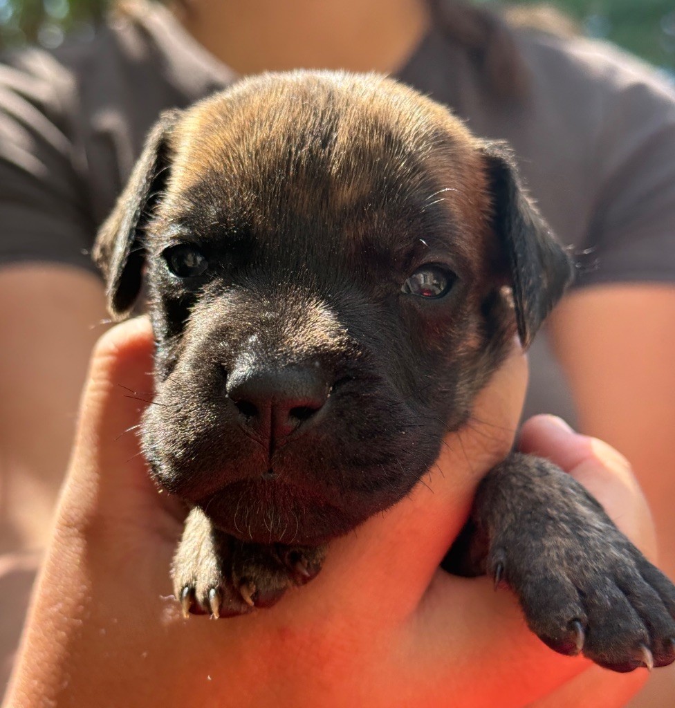 Au Royaume De Leyla - Chiots disponibles - Dogue allemand