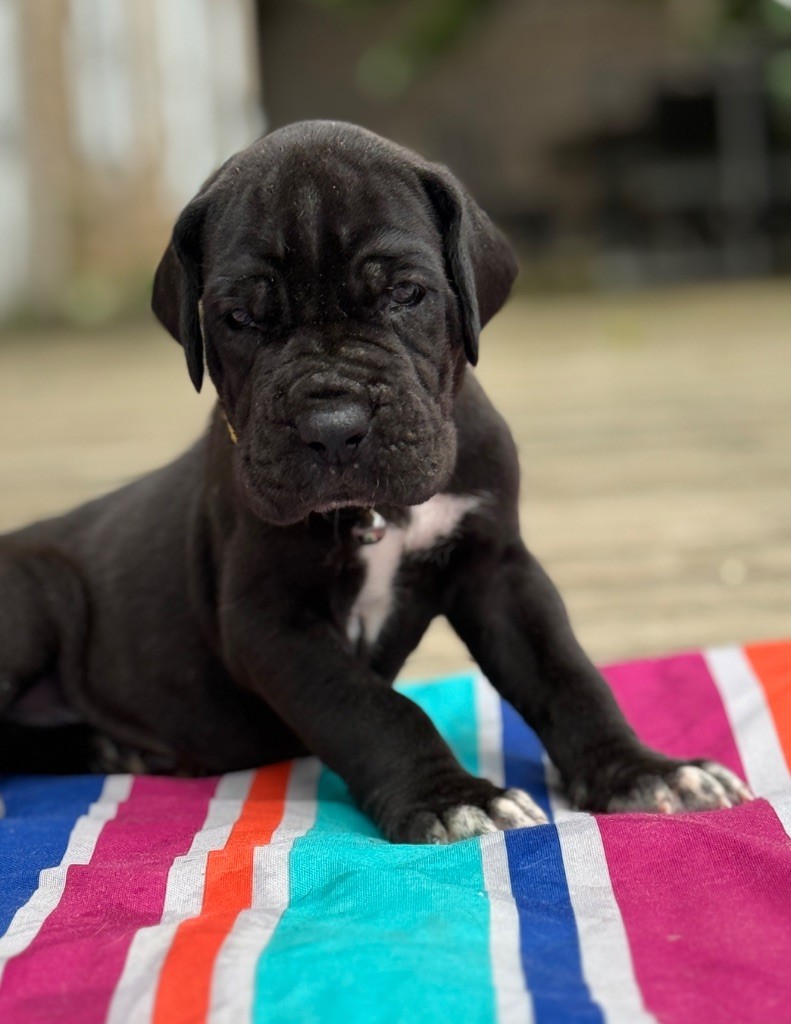 Au Royaume De Leyla - Chiots disponibles - Dogue allemand