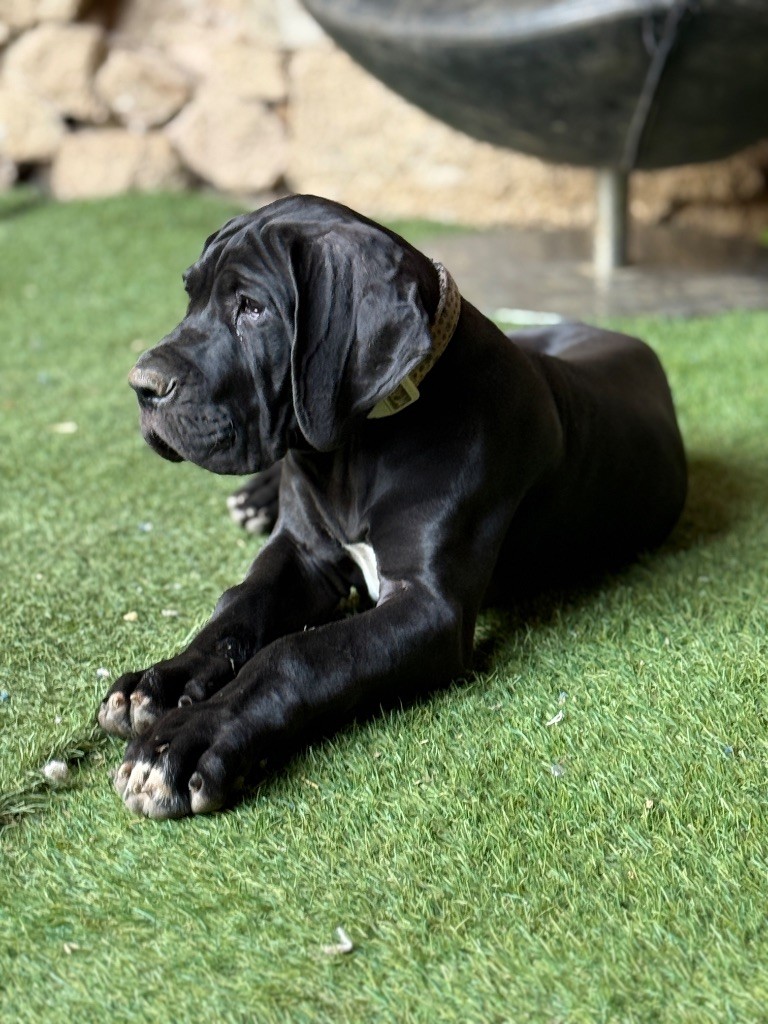 Au Royaume De Leyla - Chiots disponibles - Dogue allemand