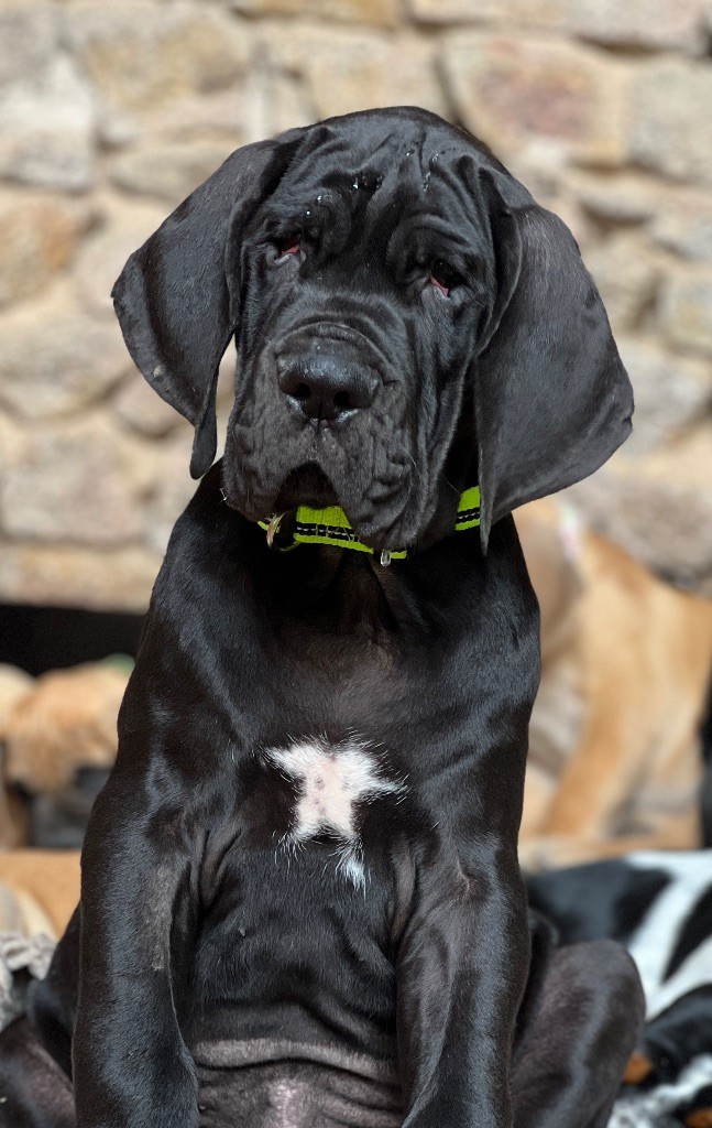 Au Royaume De Leyla - Chiots disponibles - Dogue allemand