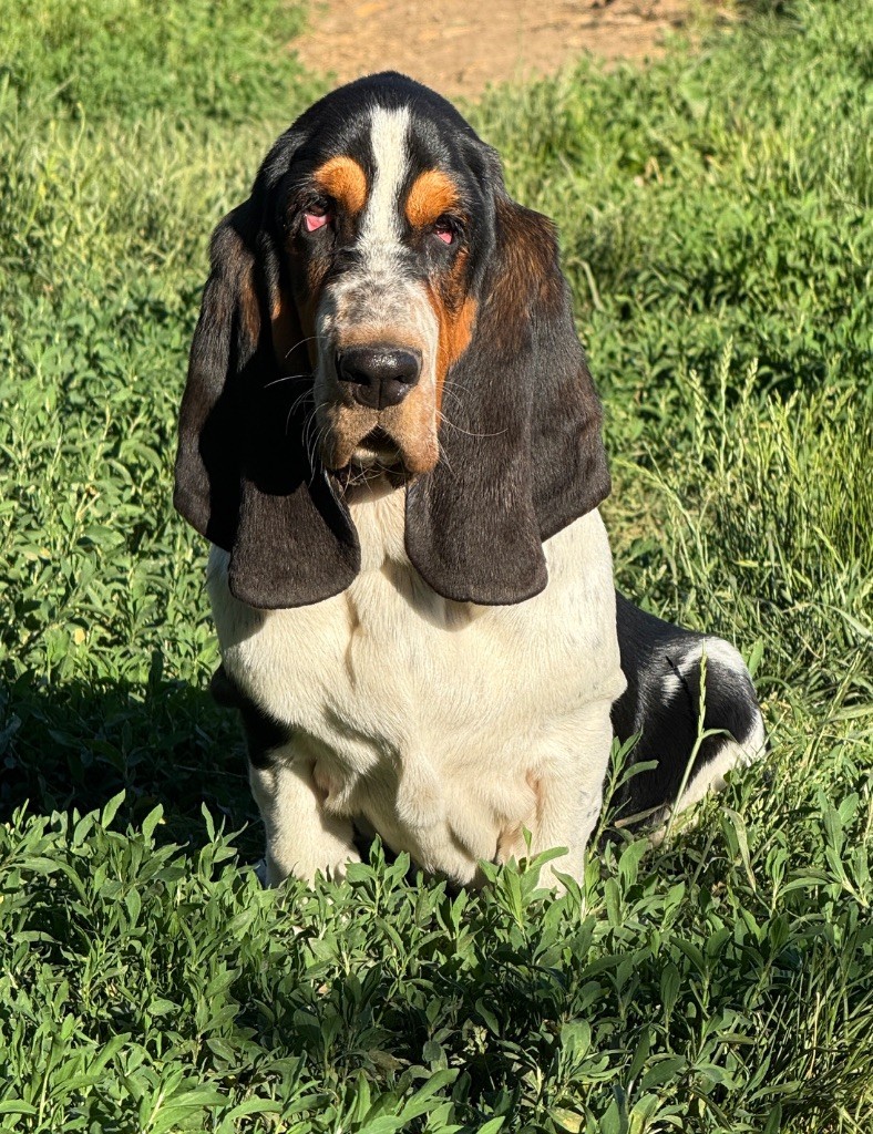 Au Royaume De Leyla - Chiots disponibles - Basset Hound