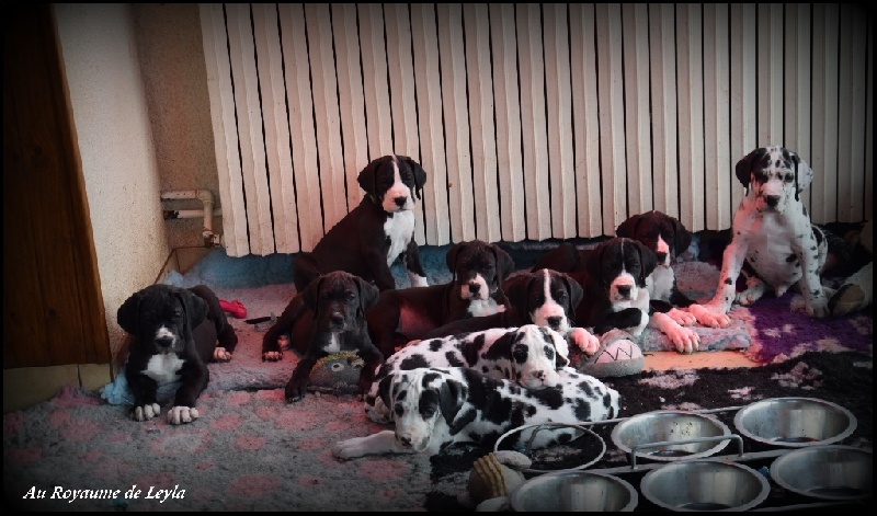 Au Royaume De Leyla - Dogue allemand - Portée née le 18/09/2016