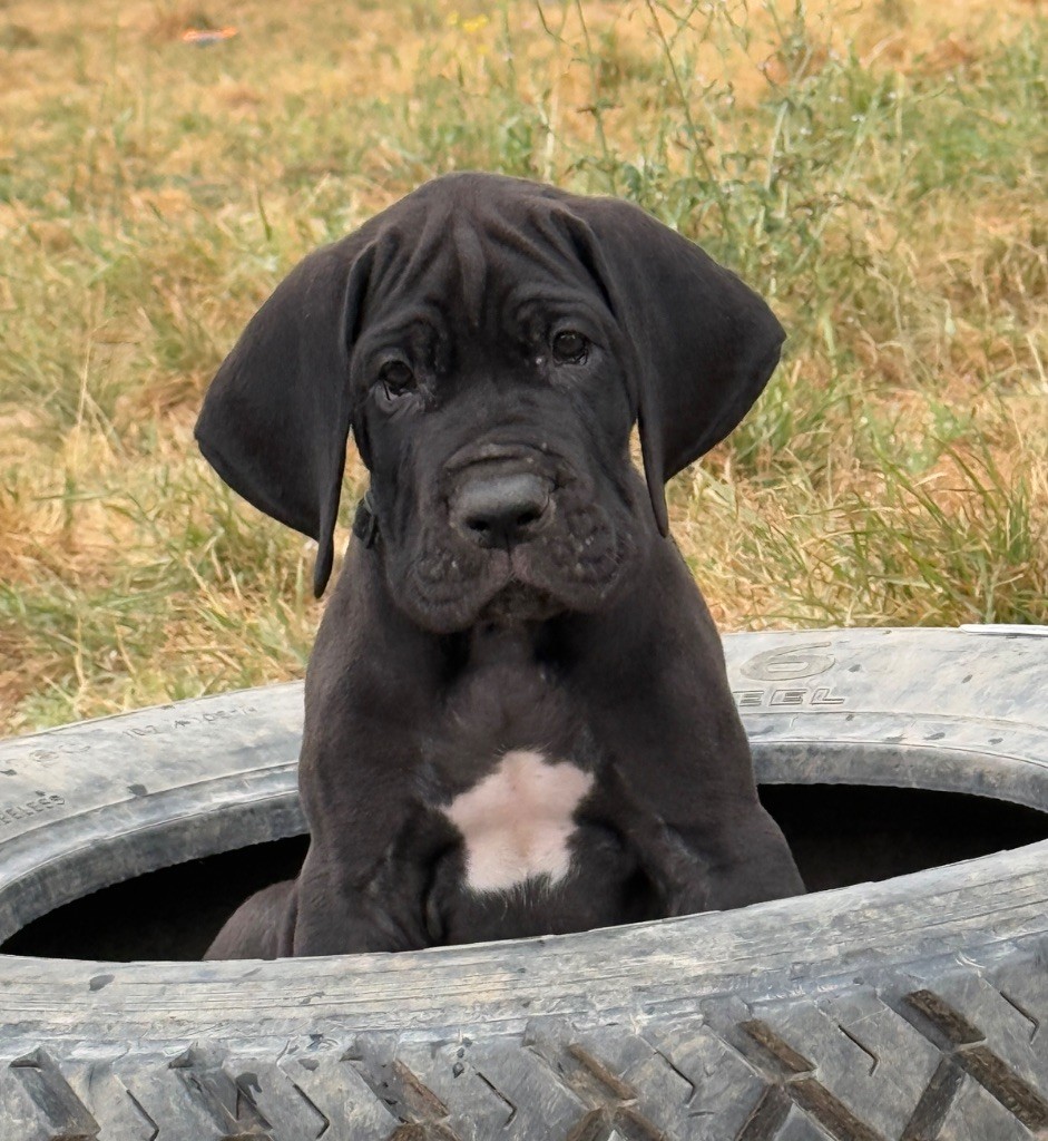 Au Royaume De Leyla - Chiots disponibles - Dogue allemand