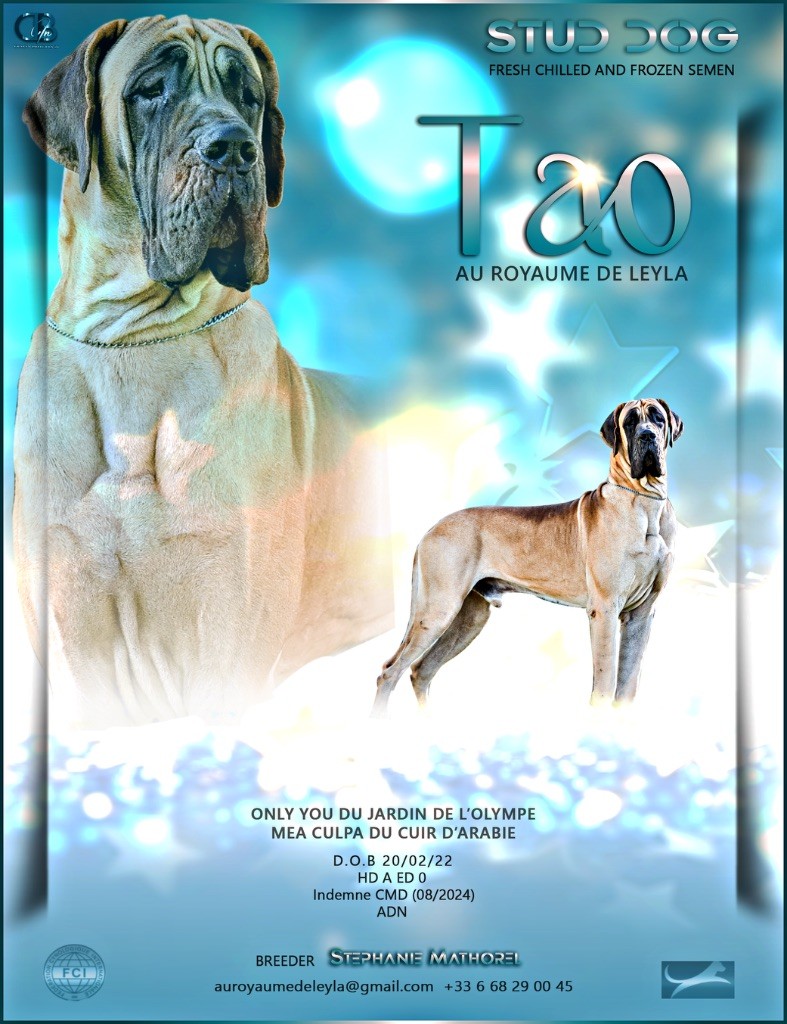 Au Royaume De Leyla - Dogue allemand - Portée née le 20/02/2022
