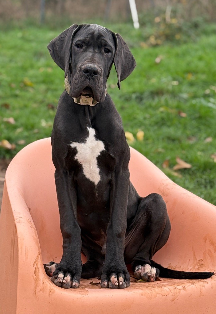 Au Royaume De Leyla - Chiots disponibles - Dogue allemand
