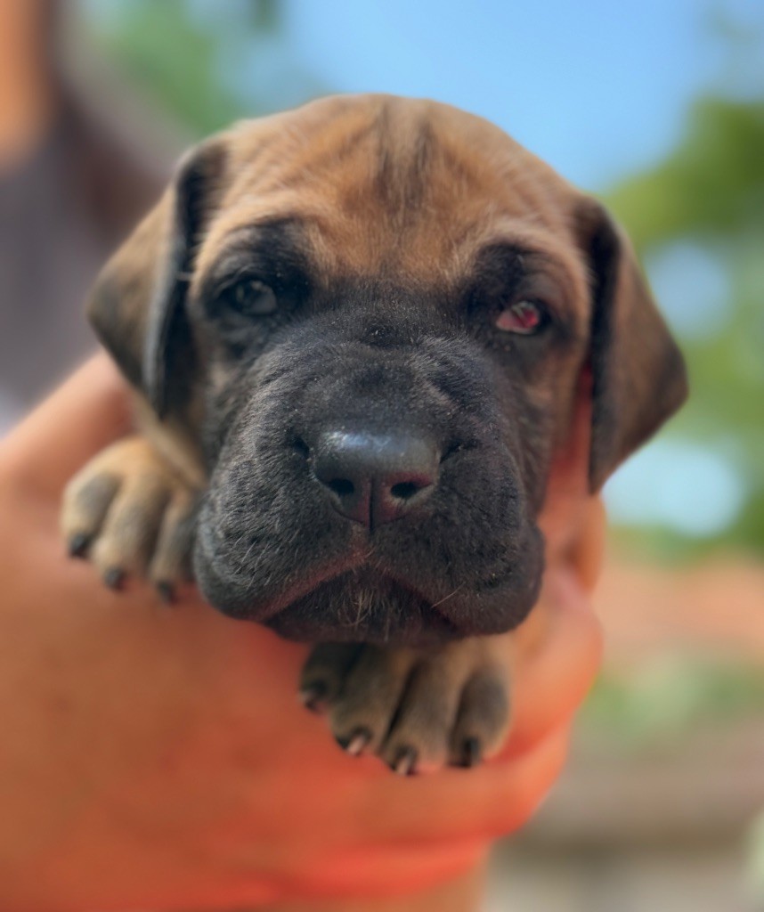 Au Royaume De Leyla - Chiots disponibles - Dogue allemand