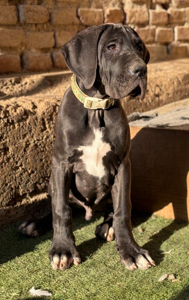 Au Royaume De Leyla - Chiots disponibles - Dogue allemand