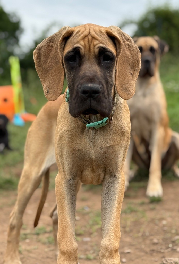 Au Royaume De Leyla - Chiots disponibles - Dogue allemand