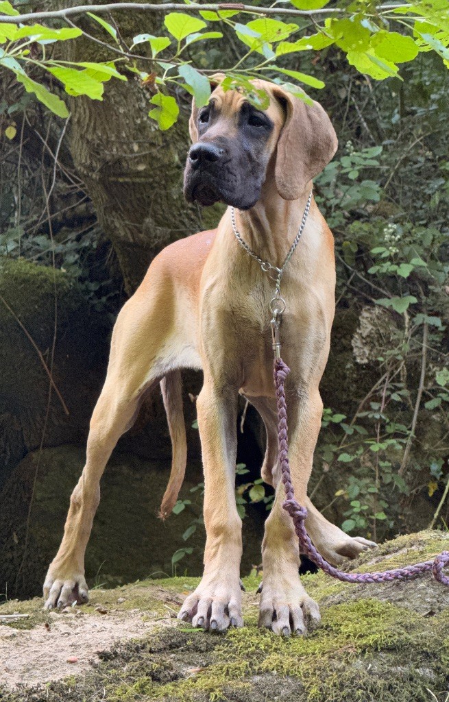 Au Royaume De Leyla - Chiots disponibles - Dogue allemand