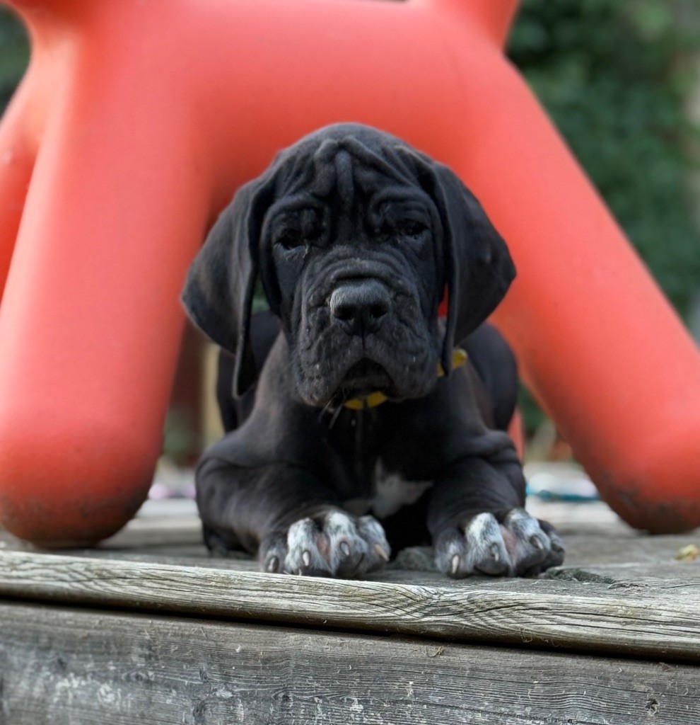 Au Royaume De Leyla - Chiots disponibles - Dogue allemand