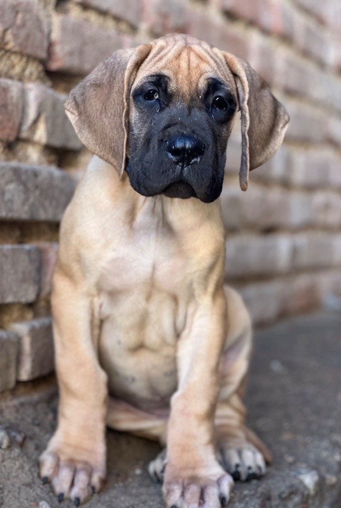 Au Royaume De Leyla - Chiots disponibles - Dogue allemand