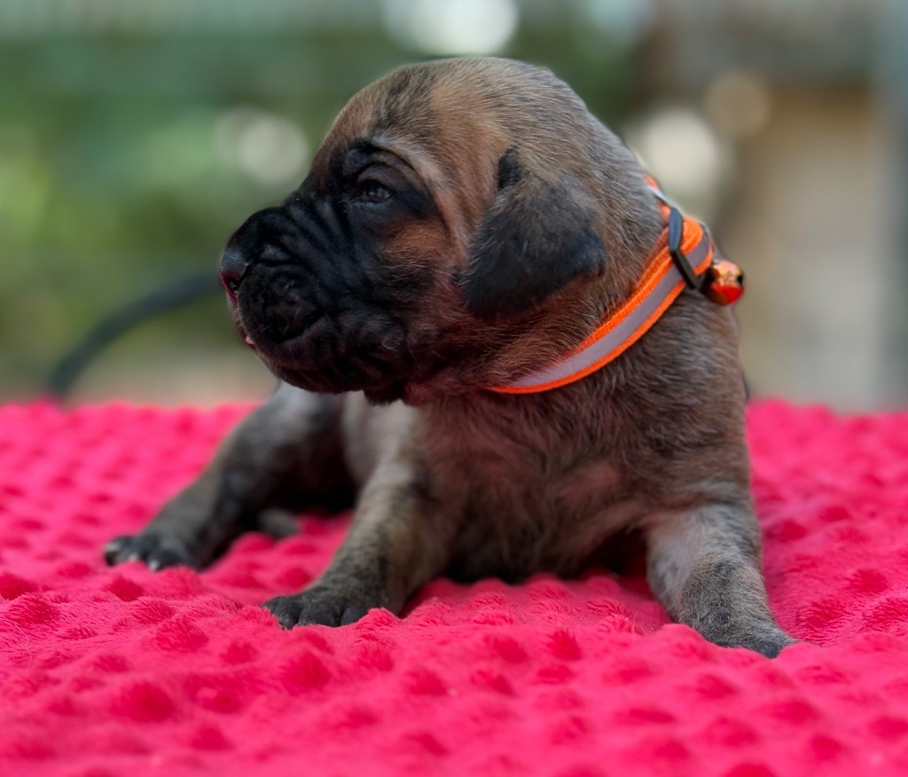Au Royaume De Leyla - Chiots disponibles - Dogue allemand
