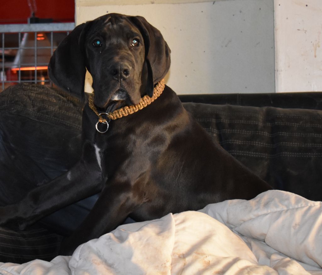 Au Royaume De Leyla - Dogue allemand - Portée née le 01/12/2020