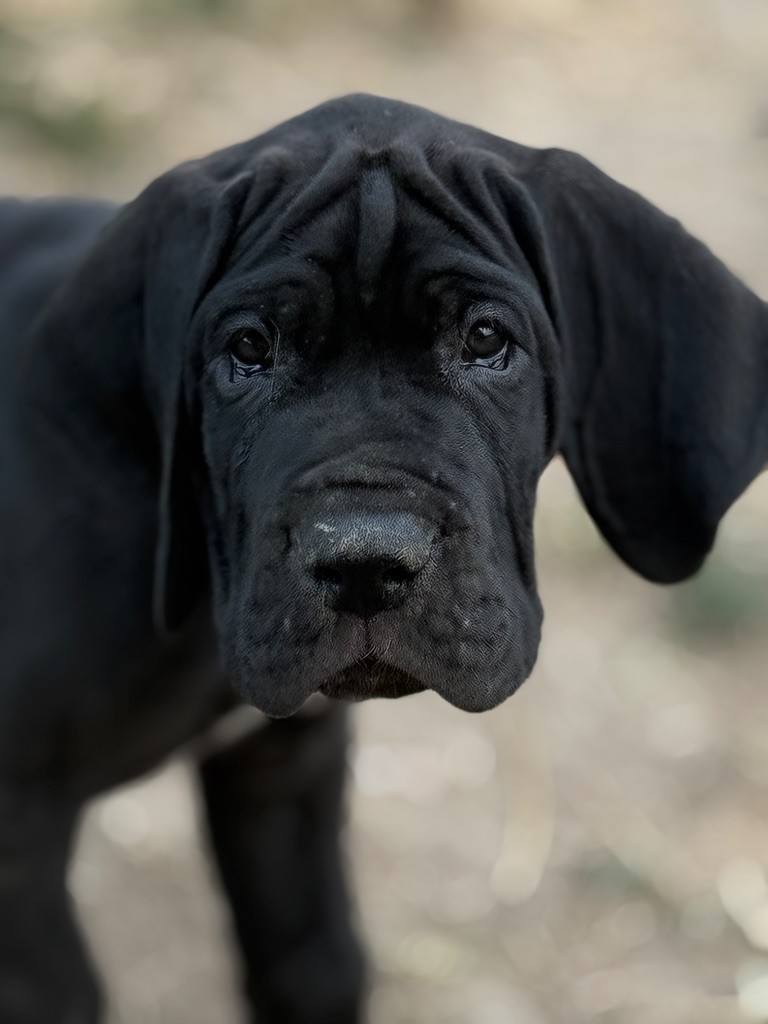Au Royaume De Leyla - Chiots disponibles - Dogue allemand