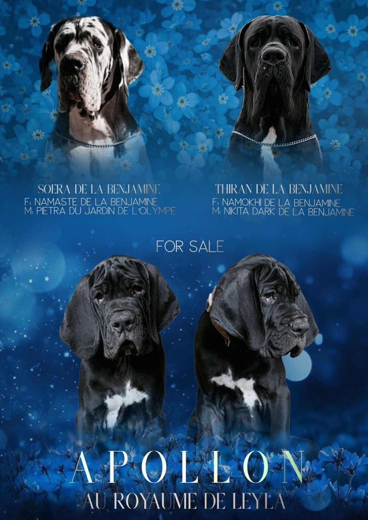 Au Royaume De Leyla - Chiots disponibles - Dogue allemand