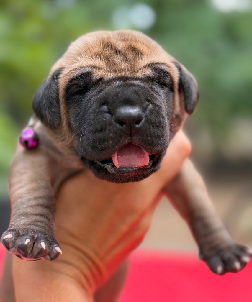 Au Royaume De Leyla - Chiots disponibles - Dogue allemand