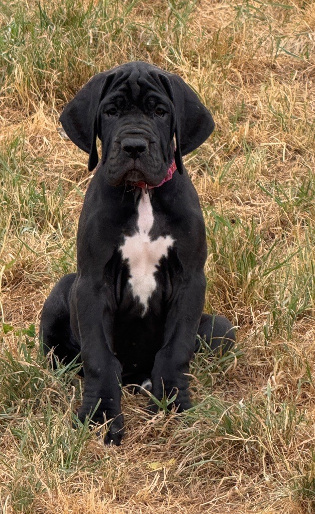 Au Royaume De Leyla - Chiots disponibles - Dogue allemand