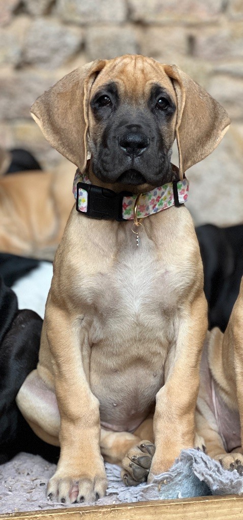 Au Royaume De Leyla - Chiots disponibles - Dogue allemand