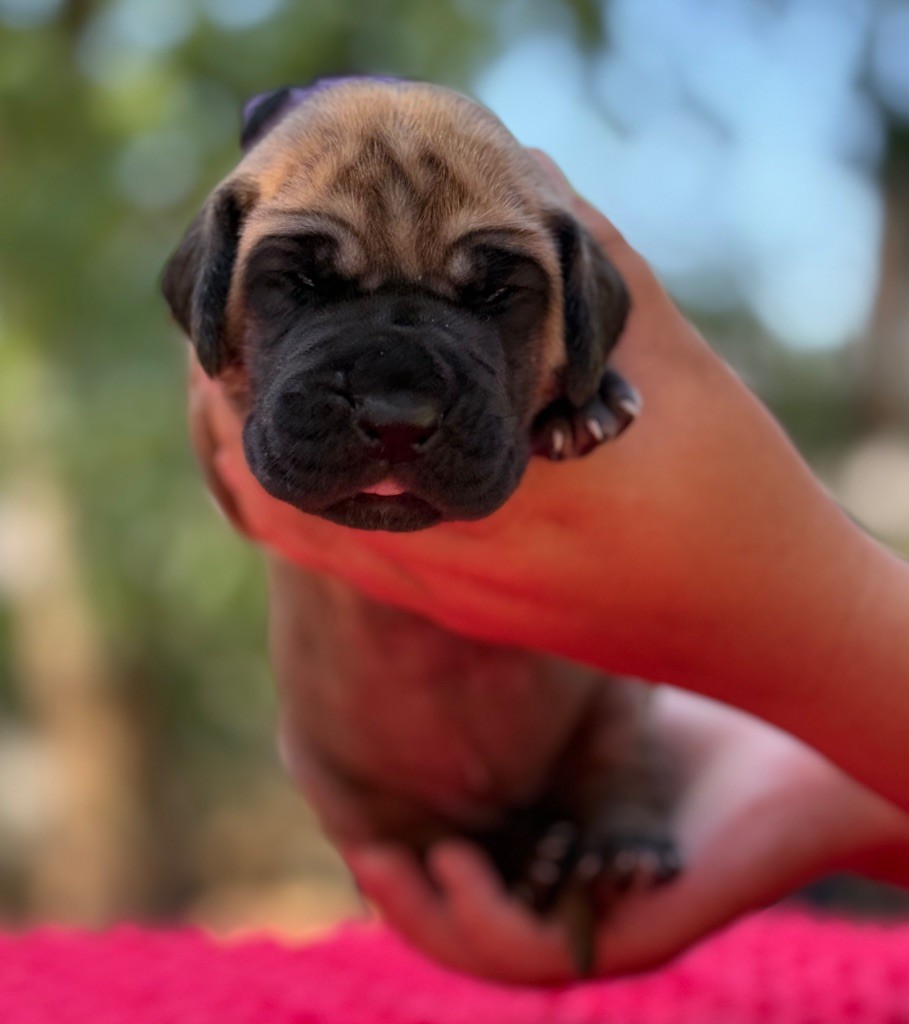 Au Royaume De Leyla - Chiots disponibles - Dogue allemand