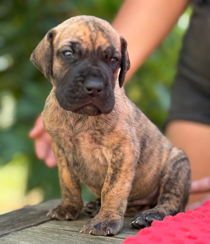 Au Royaume De Leyla - Chiots disponibles - Dogue allemand