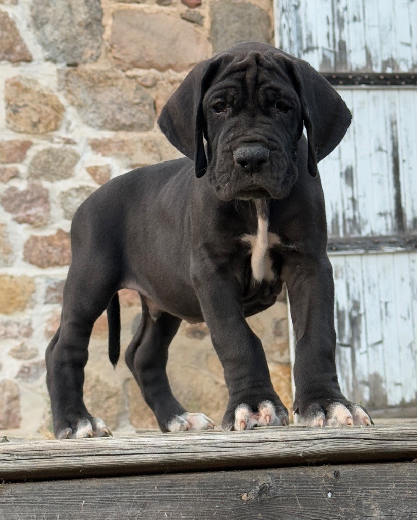 Au Royaume De Leyla - Chiots disponibles - Dogue allemand
