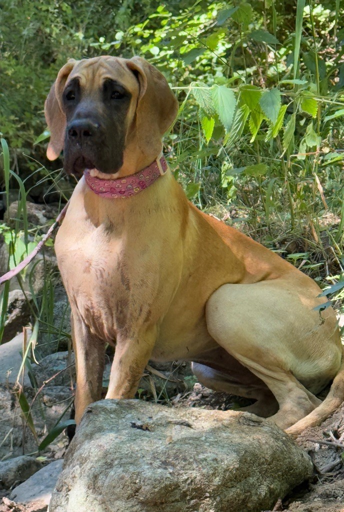 Au Royaume De Leyla - Chiots disponibles - Dogue allemand
