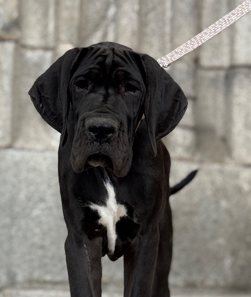Au Royaume De Leyla - Chiots disponibles - Dogue allemand