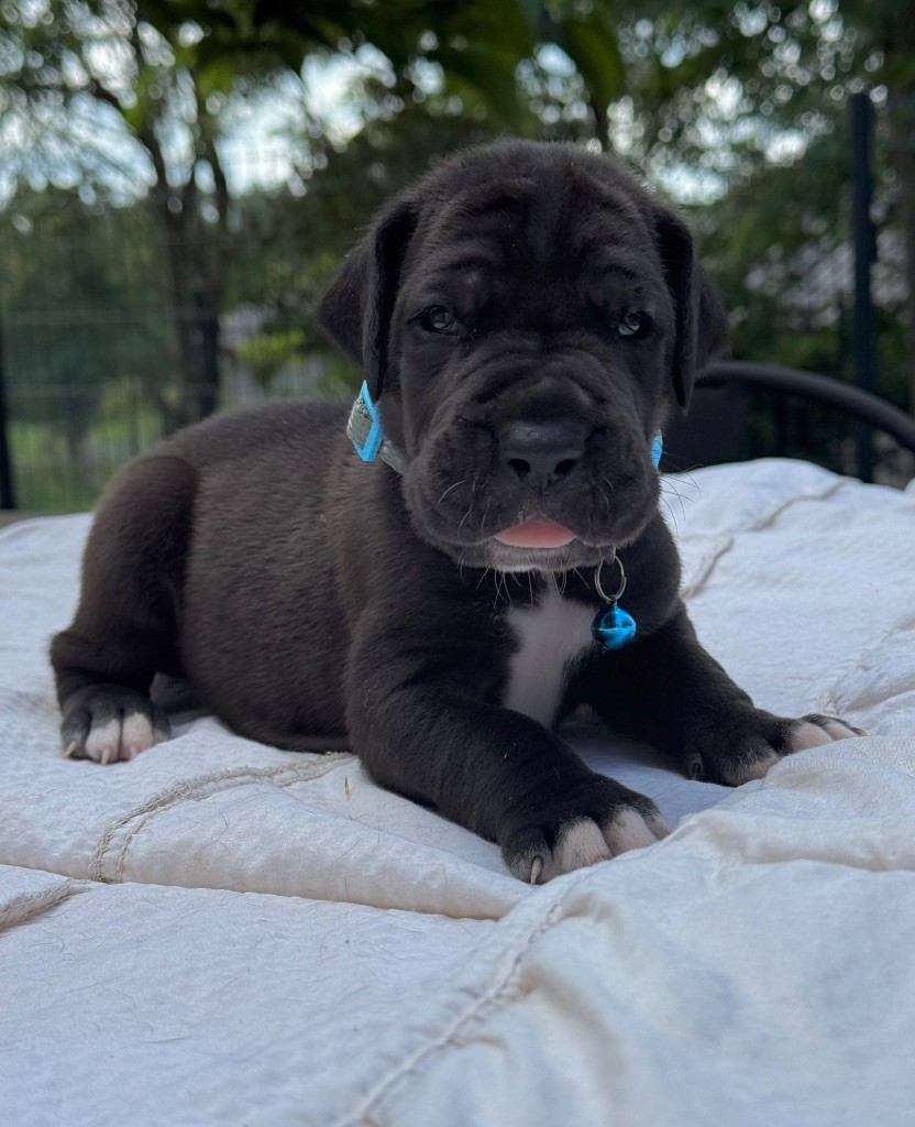 Au Royaume De Leyla - Chiots disponibles - Dogue allemand