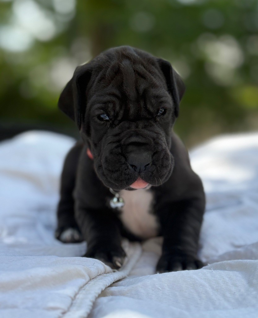 Au Royaume De Leyla - Chiots disponibles - Dogue allemand